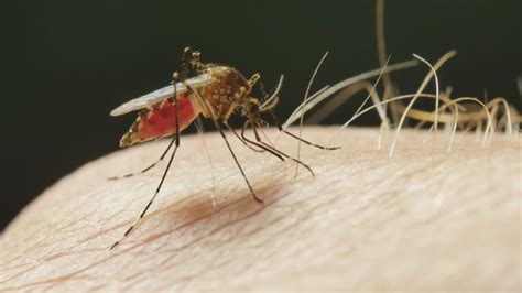 West Nile virus is more of a threat this year than previous years, experts say